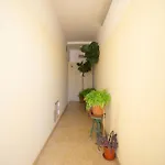 Akisol Gerbera * Портиман