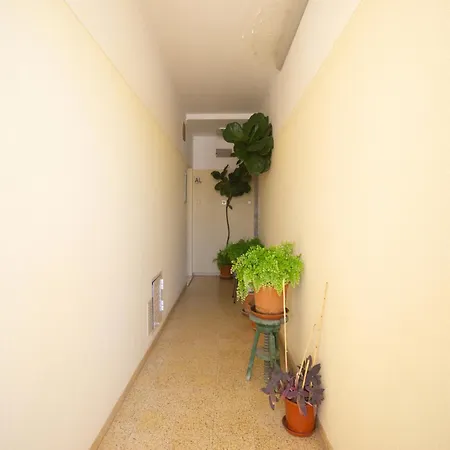 Akisol Gerbera * Portimão