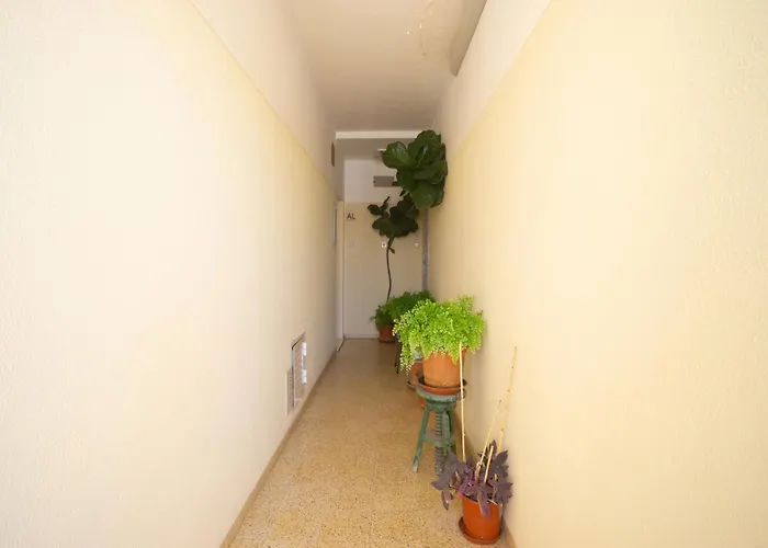 Akisol Gerbera * Portimão